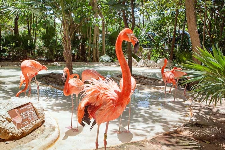 cheap flights to Playa del Carmen - Mexico's Eco Parks