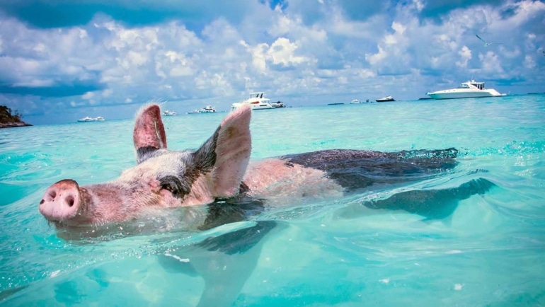 swim with pigs