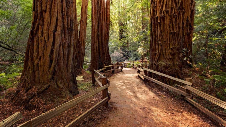 visit the redwoods of california