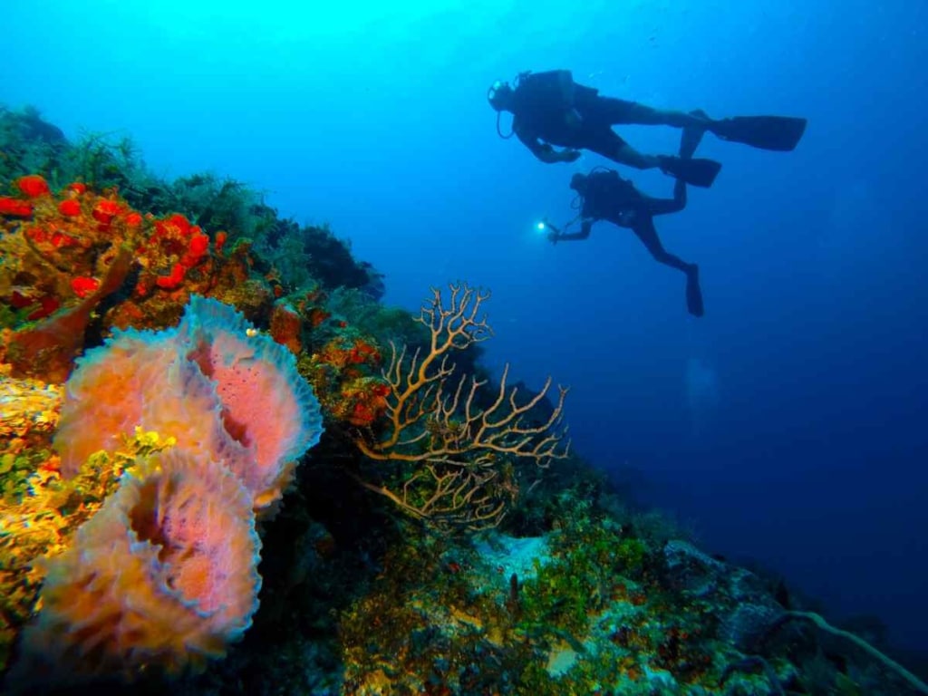 best dive Shops in Playa Del Carmen