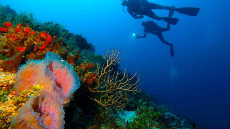 best dive Shops in Playa Del Carmen