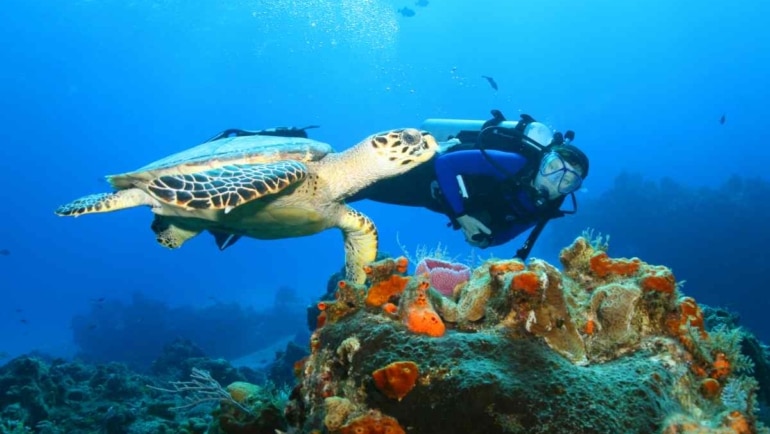 best dive shops in cozumel