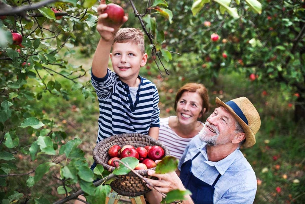 All Things Apple Picking